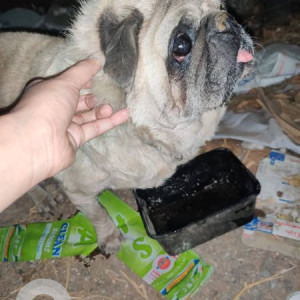 Found: White Male Pug Dog from Kaspate Vasti, Wakad-2