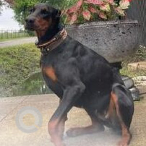 Missing: Black and Brown Female Doberman Dog from E 14th, Saint, Irving