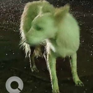 Found: Brown Female Indie Dog from Sangolda Shack Restaurant (Sangolda)-3