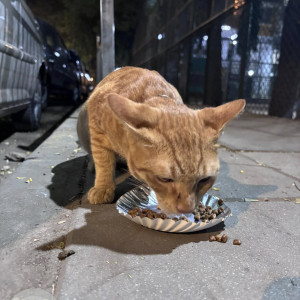 Found: Orange Male Tabby Cat from Orlem area near JBC Ground