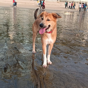 A White-Brown Mix Indie Dog Missing from Goregaon, Mumbai-2