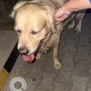 A Golden Golden Retriever Dog Found from HBR Layout, Bengaluru