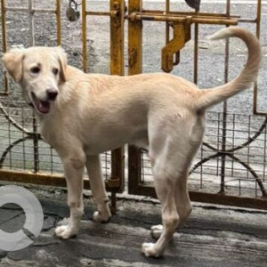 A White-Brown Mix Indie Dog Found from Karve Nagar, Pune