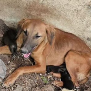 A Brown Indie Dog Missing from Nigdi, Pimpri Chinchwad