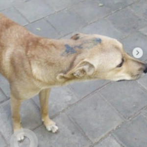 A White-Brown Mix Indie Dog Found from Marenahalli, Bengaluru