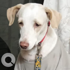 Found: White Female Indie Dog from Matoshree Chowk near Vikas complex