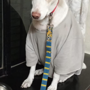 Found: White Female Indie Dog from Matoshree Chowk near Vikas complex-2