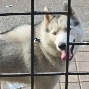 Missing: White and Grey Male Husky Dog from Sapphire park, Park Street Wakad-2