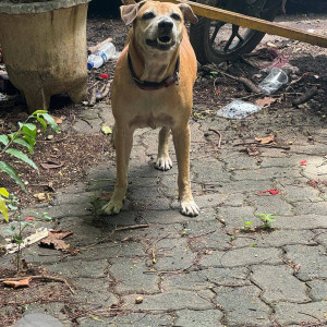 A White-Brown Mix Indie Dog Found from Versova, Thane-2