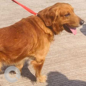 Found: Brown Male Golden Retriever Dog from Hadapsar-2