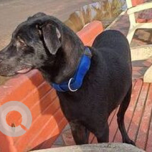 Found: Black Male Indie Dog from Bogmalo beach-2