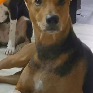 Found: Brown Female Indie Dog from Goregaon West-MG road