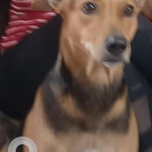 Found: Brown Female Indie Dog from Goregaon West-MG road-2