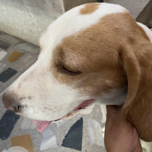 Found: White-Brown Mix Male Beagle Dog from Phase XI, Mohali-2