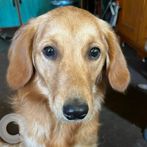 Missing: Brown Female Indie Dog from Sano Bharang, Swyambhu near NIC academy