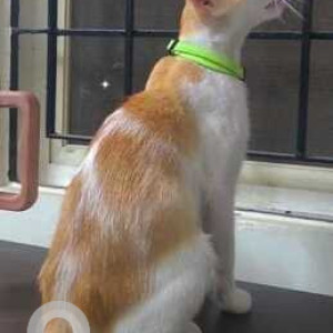 Missing: Orange Female Indie Cat from Warangal Highway, Ghatkesar, Annojiguda-3