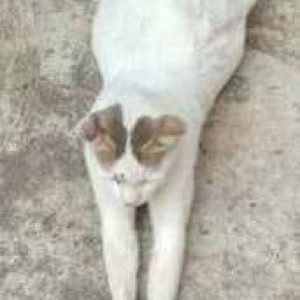 Missing: White and Grey Male Indie Cat from Hiravilla building, Opposite HSBC bank, Bandra-2
