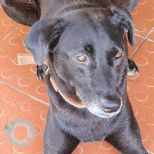 Missing: Black Male Indie Dog from Ramnath Darshan apt, Green Valley Pilerne, Goa