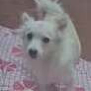 Missing: White Female Pomeranian Dog from Add-6/984, Jankipuram ext. Lucknow