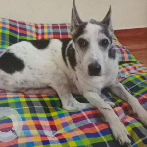 A Black and White Mongrel Dog Missing from Andheri East, Mumbai