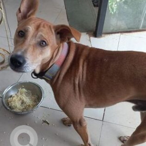 Missing: Brown Male Indie Dog from Candolim football ground-2