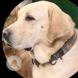 Missing: White Male Labrador Dog from Saket colony near Vorla Convention hall-2