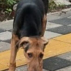A Black and Brown Indie Dog Missing from Dhankawadi, Pune-2