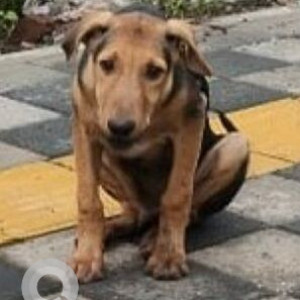 A Black and Brown Indie Dog Missing from Dhankawadi, Pune