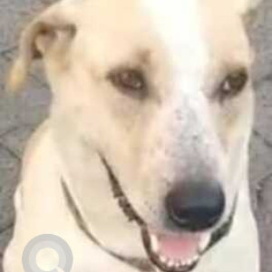 Missing: Brown Male Indie and Labrador cross Dog from Toyota Lane, Malad West-2