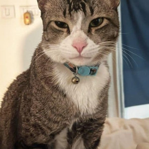 Missing: White and Grey Male Indie Cat from Toot Sarai, Malviyanagar-2