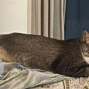 Missing: White and Grey Male Indie Cat from Toot Sarai, Malviyanagar-3