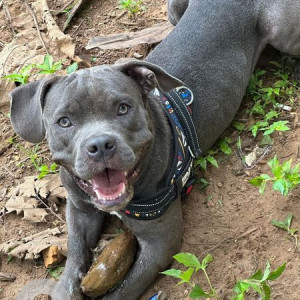 Missing: Grey Male American bully Dog from Morjim, Goa