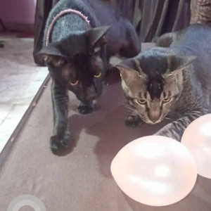 Missing: Black Female Indie Cat from c9, Rohini, Sec-5-2