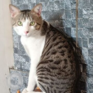 Missing: White and Grey Male Indie Cat from Woodsville Phase 2 moshi