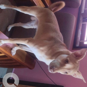 Missing: Brown Male Indie Dog from Bai kadai area, Moulivakkam Roja street,  Backside of Hotel V7-2