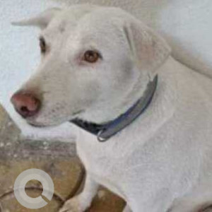 Missing: White Female Indie Dog from TCG Phase 3 Hinjewadi area
