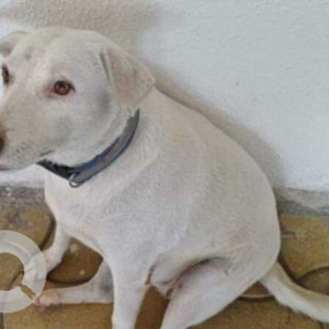 Missing: White Female Indie Dog from TCG Phase 3 Hinjewadi area-2