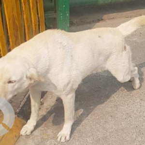 Missing: White Male Indie Dog from Candor Techspace, sec 21, Dundahera, Gurgaon, Delhi-2