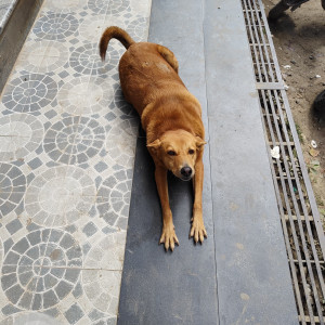 A Brown Indie Dog Missing from Munnekollal, Bengaluru