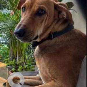 Missing: Brown Male Indie Dog from Porvorim area near Dasya Retreat Centre