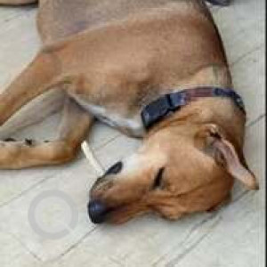 Missing: Brown Male Indie Dog from Porvorim area near Dasya Retreat Centre-2