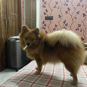 Missing: Brown Male Pomeranian Dog from Vasundhra sector 10 A or B block ghaziabad-2