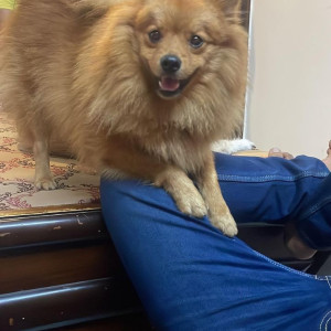 Missing: Brown Male Pomeranian Dog from Vasundhra sector 10 A or B block ghaziabad-3