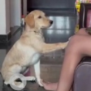 A White-Brown Mix Labrador Dog Missing from Gollarahatti, Bengaluru-4