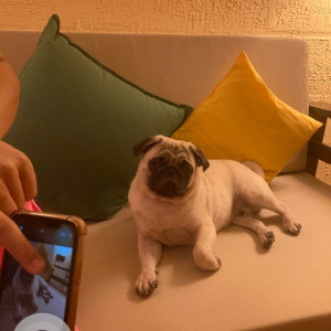 Missing: Light Brown Male Pug Dog from Ms nagar, agrahara badavane, Yelahanka-2