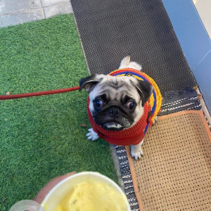 Missing: Light Brown Male Pug Dog from Ms nagar, agrahara badavane, Yelahanka-3