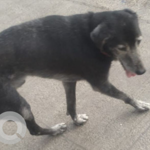 Found: Black Male Indie Dog from Goraswadi Milap Cinema