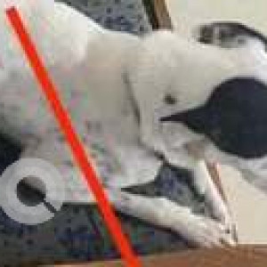 Missing: Black and White Female Indie Dog from West Lakshmi Nagar Mudichur-2