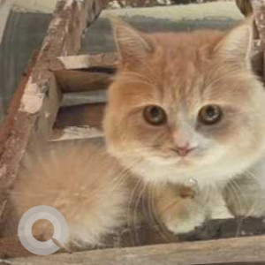 Missing: White-Brown Mix Male Persian Cat from Canossa  High School Mahim West-2