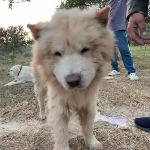 Missing: White Male Chow Chow Dog from GMS road Priyalok volony